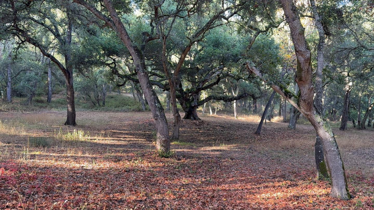 9 Garzas (Lot 49) Trail