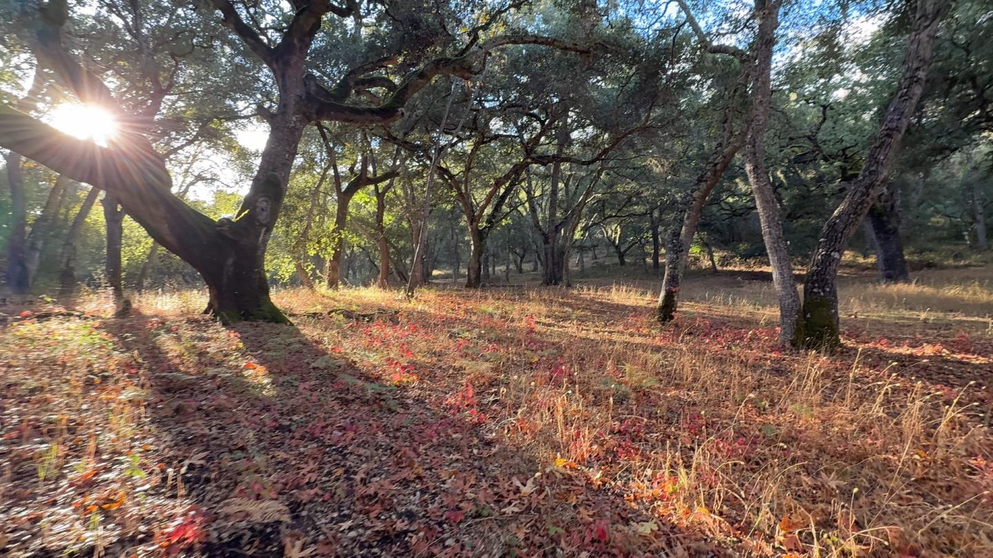 9 Garzas (Lot 49) Trail