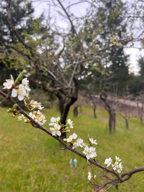 Tiny photo for 125 Mcgivern Way, SANTA CRUZ, CA 95060 (MLS # ML82036913)