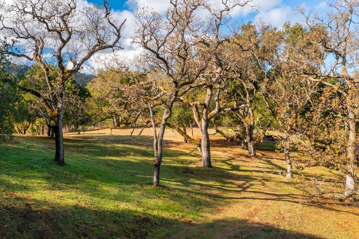 36 Arroyo Sequoia (Lot 117)
