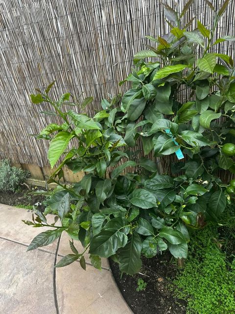 Tiny photo for 718 Roble Street, WATSONVILLE, CA 95076 (MLS # ML82033335)