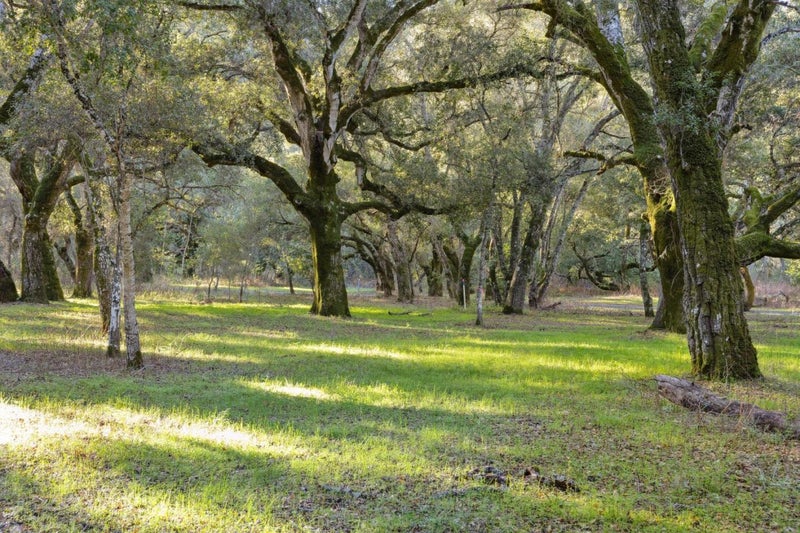 11 Arroyo Sequoia
