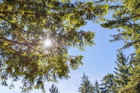 Tiny photo for 24595 Skyland Road, LOS GATOS, CA 95033 (MLS # ML82024805)