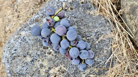 Tiny photo for 24595 Skyland Road, LOS GATOS, CA 95033 (MLS # ML82024805)