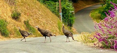 Tiny photo for 645 Skyward Drive, Aptos, CA 95003 (MLS # ML82035246)