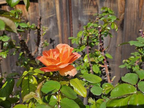 Tiny photo for 4426 Desin Drive, SAN JOSE, CA 95118 (MLS # ML82037579)