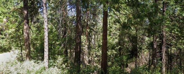166 HIGDON RD, WEST POINT, CA 95255 - Image d6b0385d8b6fb9c49bb701e600b8e995/2115224929