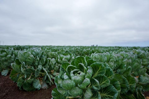 Tiny photo for SALINAS, CA 93907 (MLS # ML82057786)