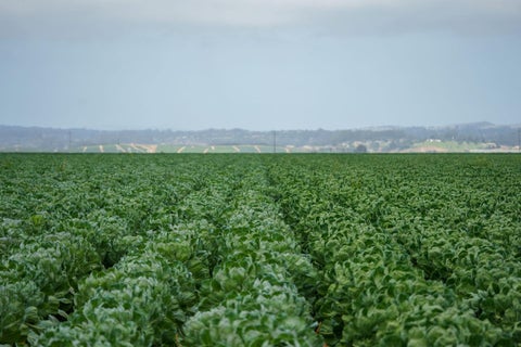 Tiny photo for SALINAS, CA 93907 (MLS # ML82057786)