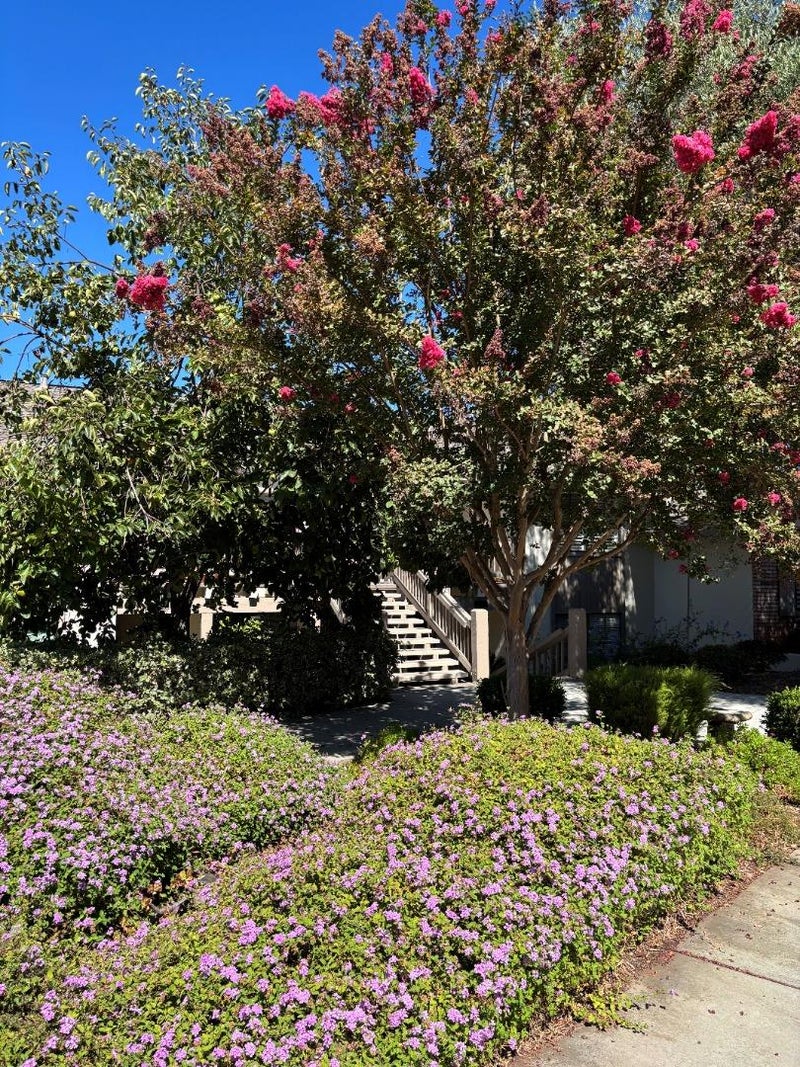 5109 Cribari Place
