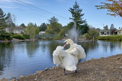 Tiny photo for 225 Mount Hermon Road #146, SCOTTS VALLEY, CA 95066 (MLS # ML82051660)