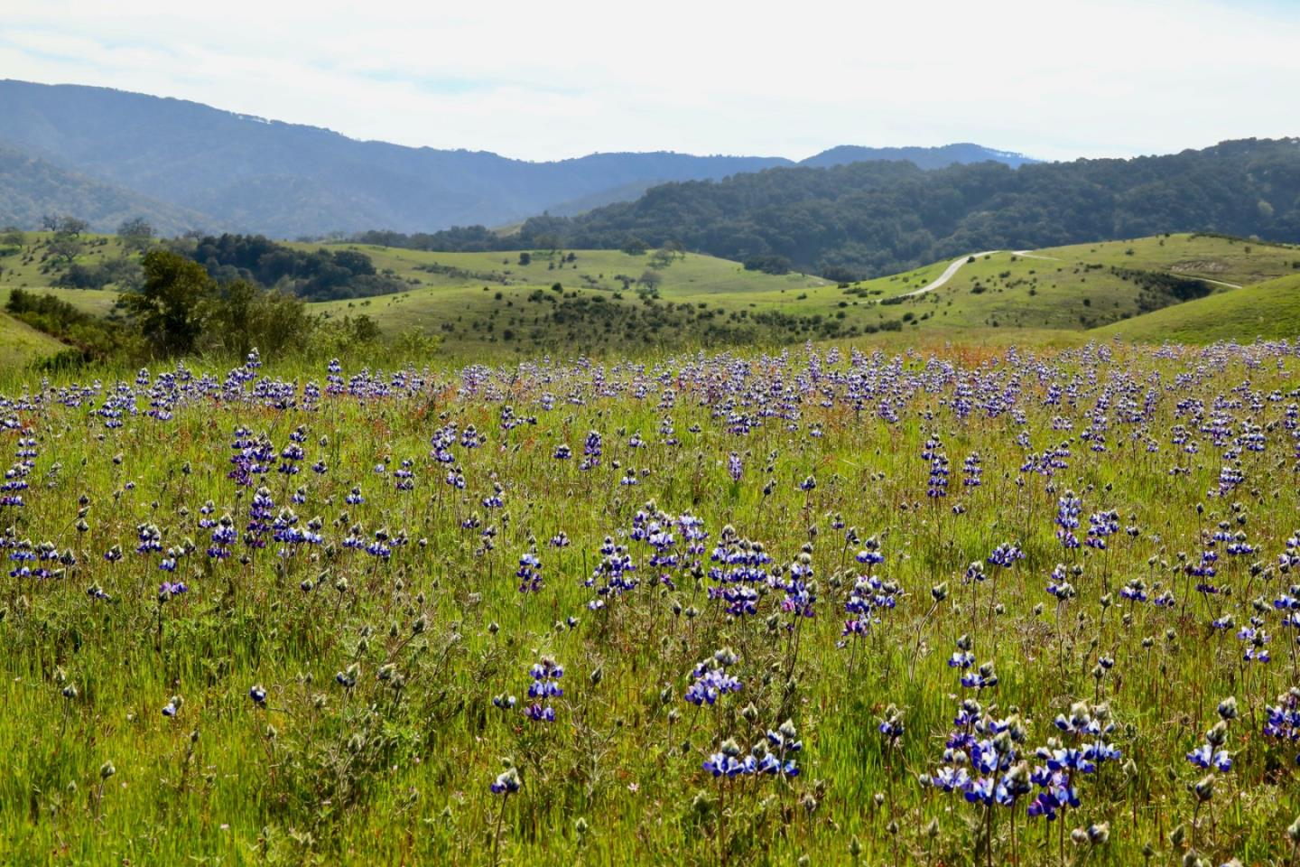 1 Peñon Peak Trail (Lot 217)