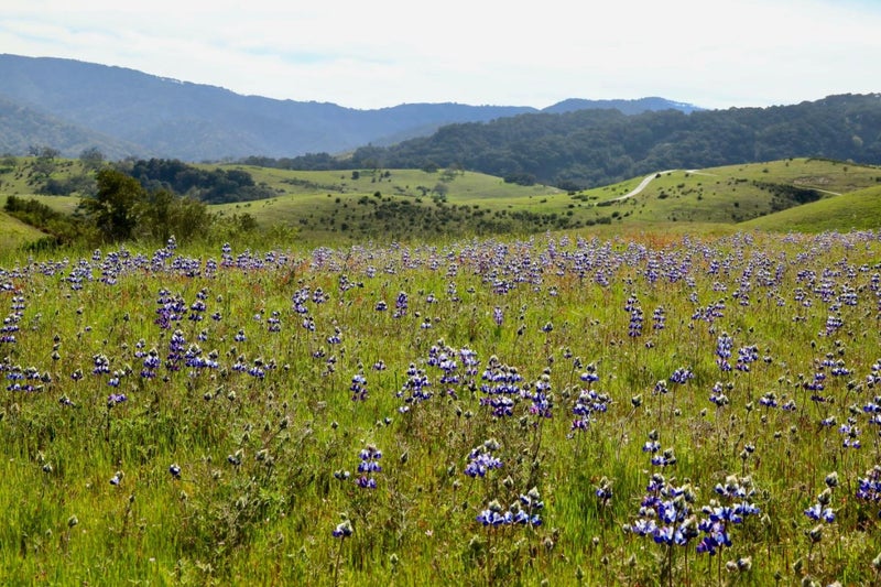 1 Peñon Peak Trail (Lot 217)