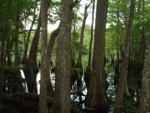 A home in Galivants Ferry