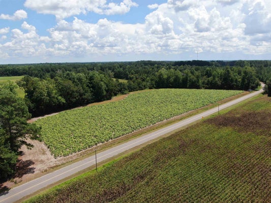 BLACK CREEK RD, NICHOLS, SC 29581 - Image 2d1b5dd6be2c3a0526f5fdfe9fd09131/317316017