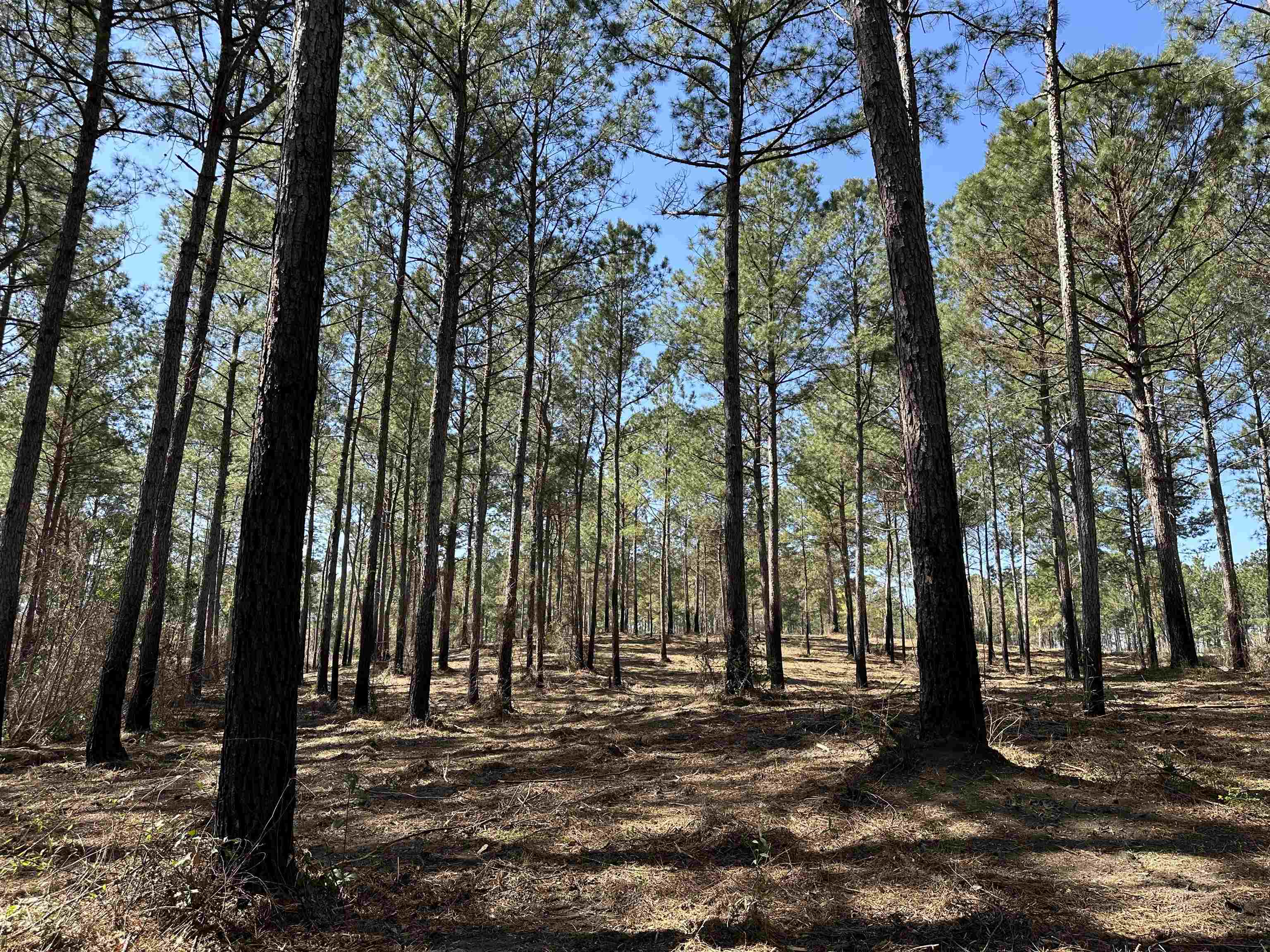 Lot 6 - TBD Old Camp Ln.