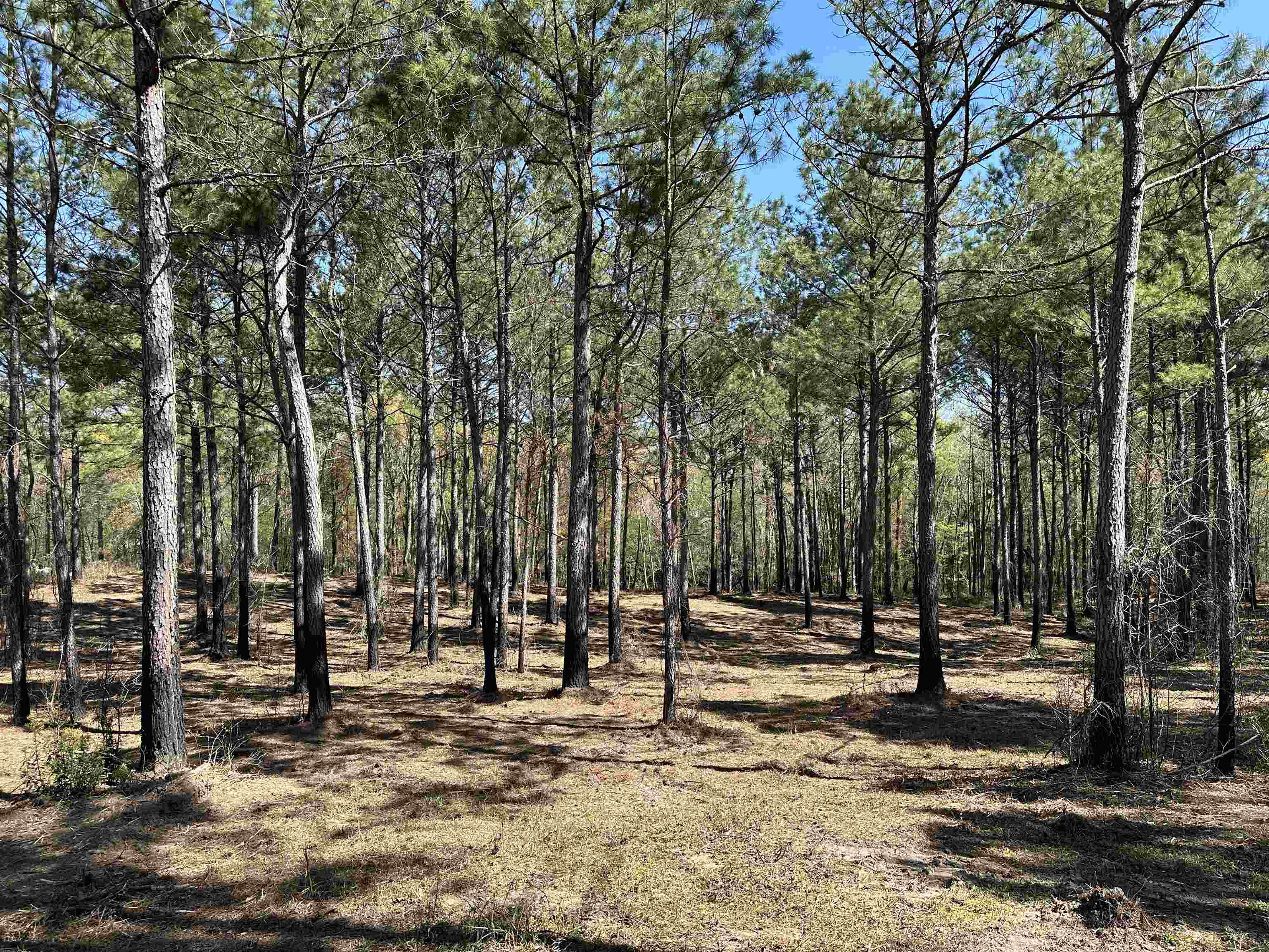 Photo 1 of 12 — Lot 6 - TBD Old Camp Ln., Salters, SC 29590