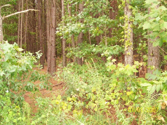 RIVERBEND RD, LORIS, SC 29569 - Image 394dbfea44b5bd7eae2d791cae7c73b6/4132868154