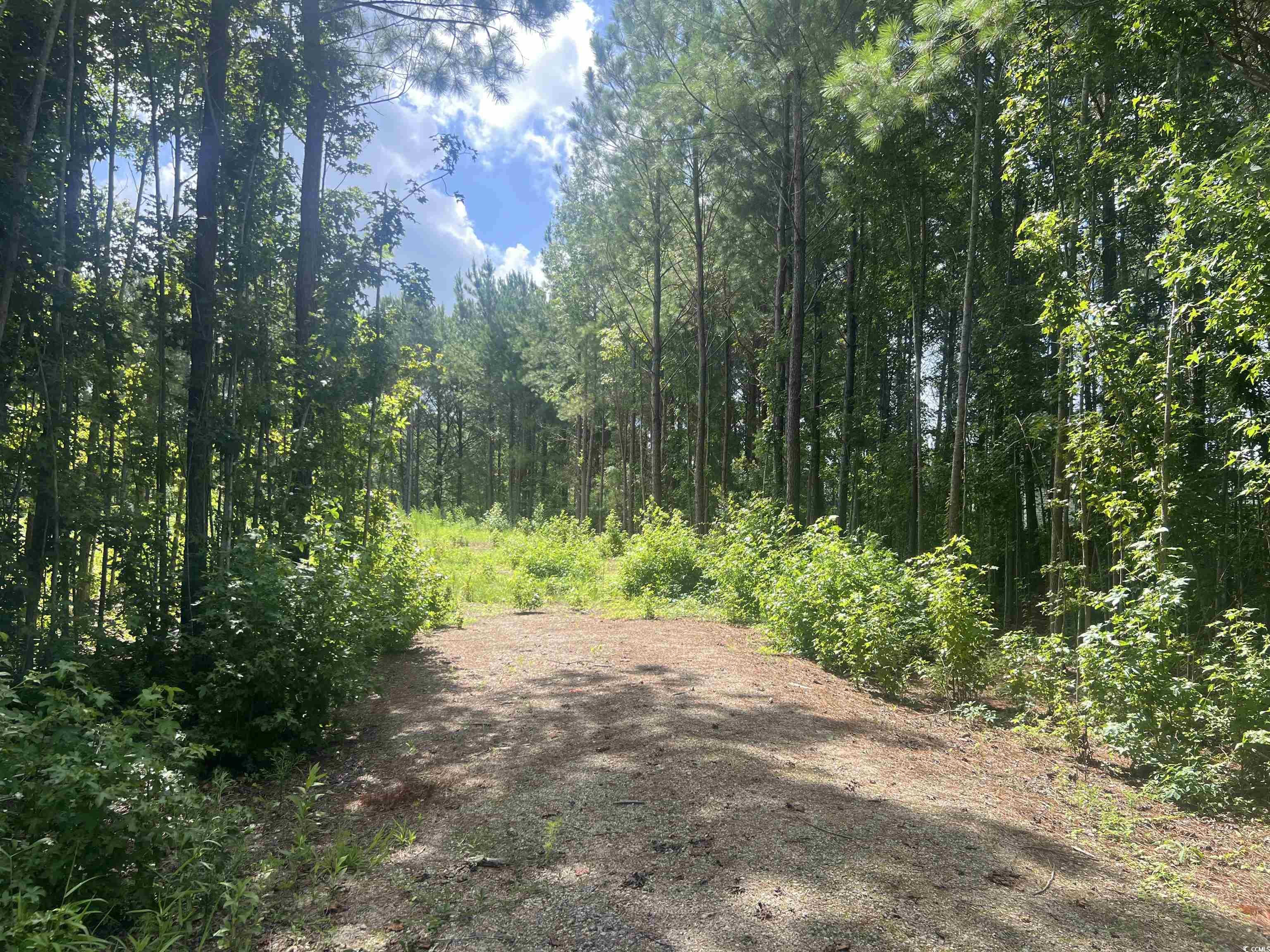 View of woods