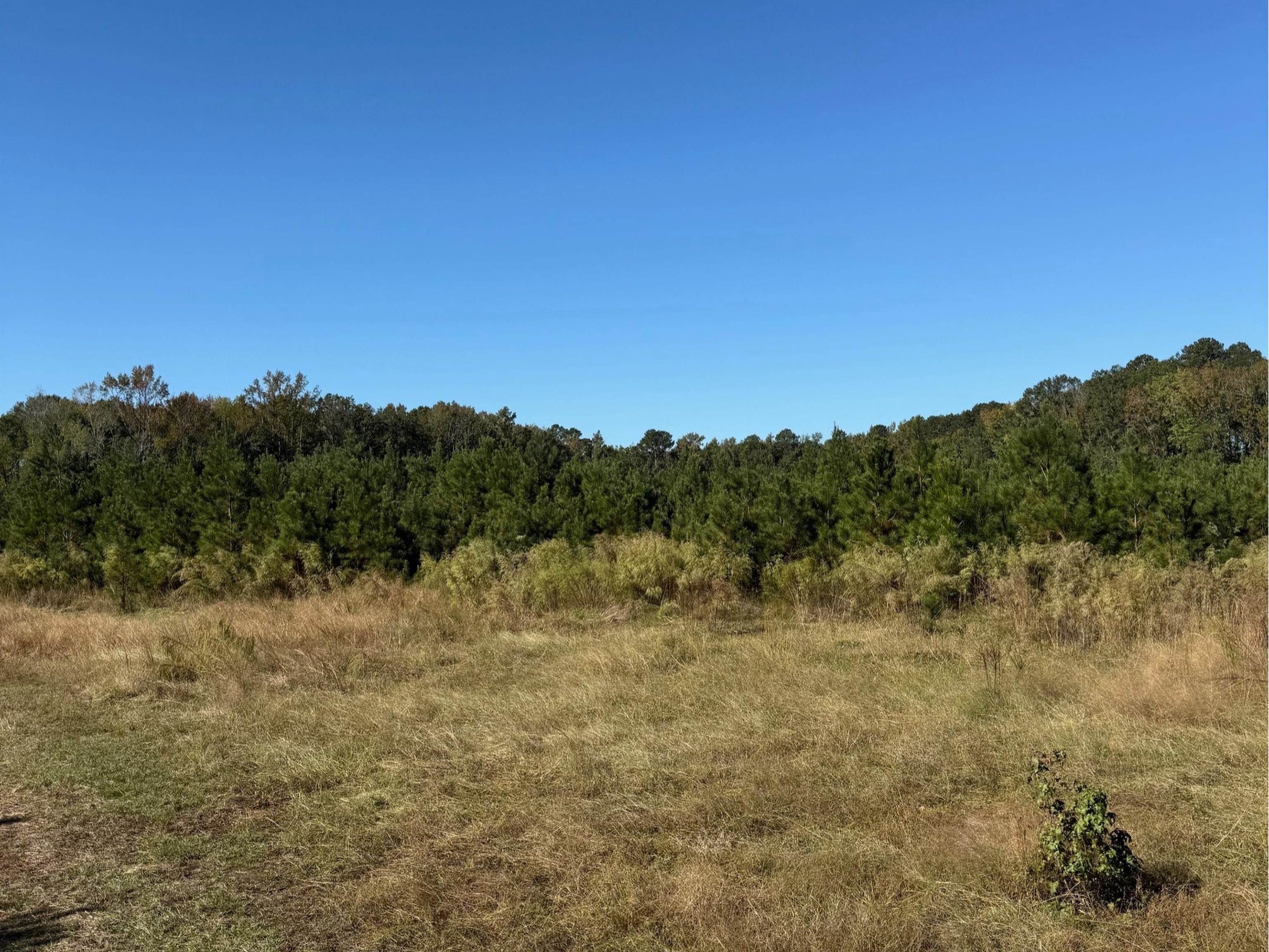 228.79 Acres Back Swamp Rd