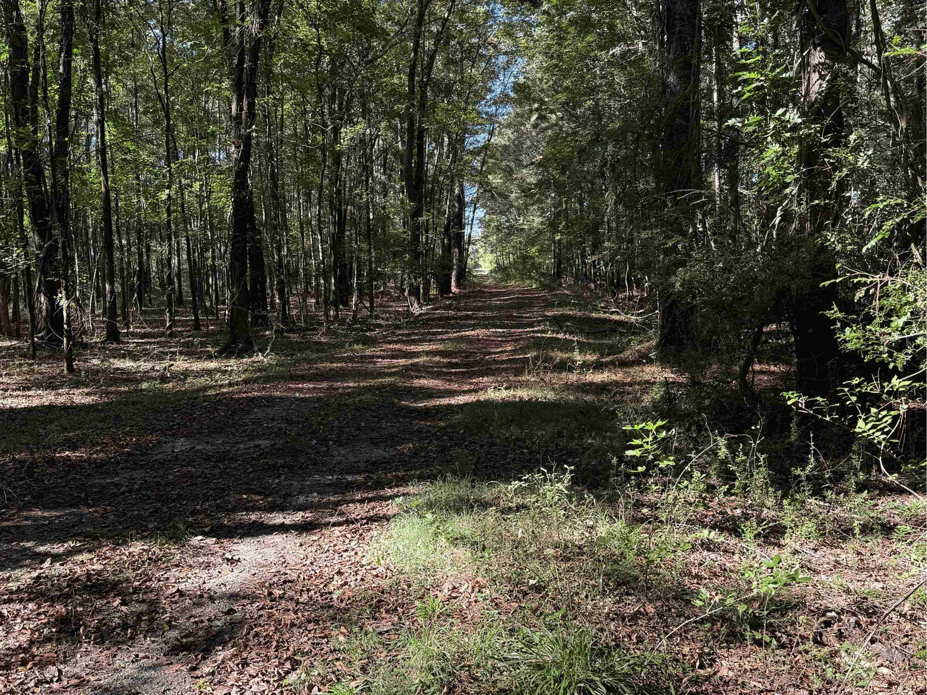228.79 Acres Back Swamp Rd