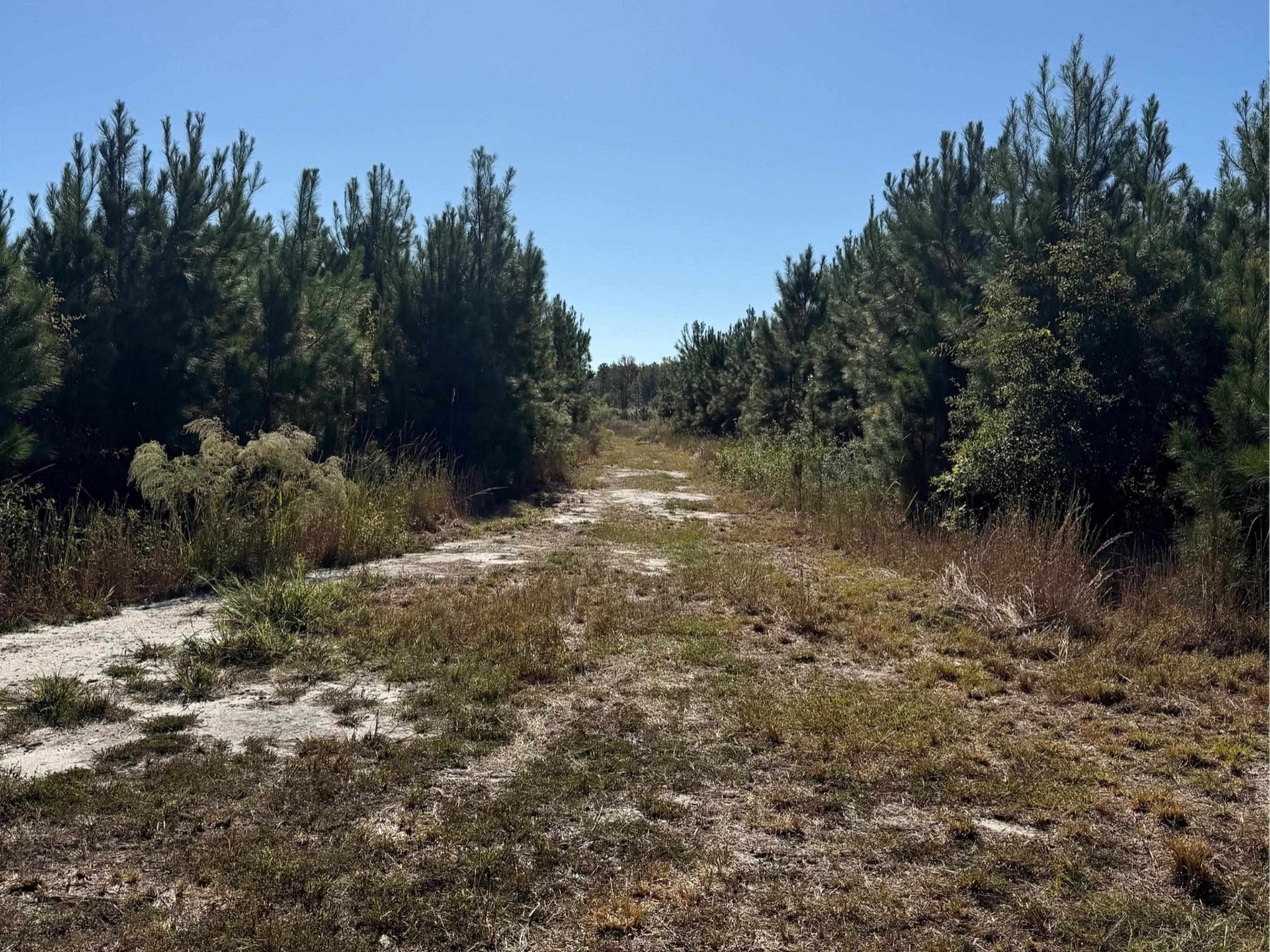 228.79 Acres Back Swamp Rd