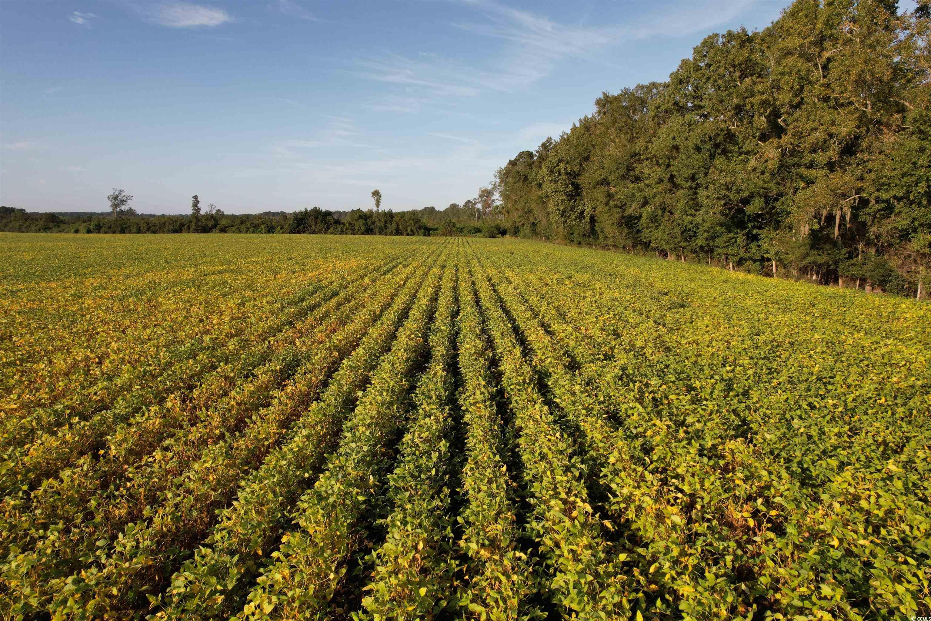 66.5 Acres-TBD Baxley Rd.