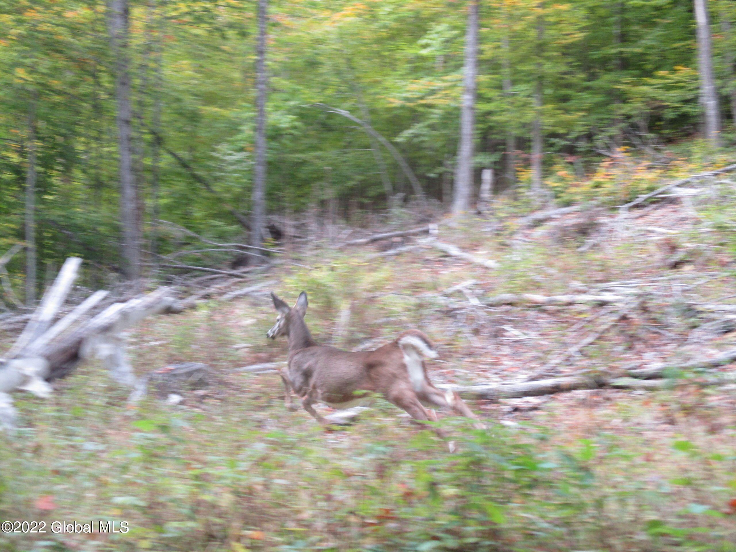 234 Old River Road, North Creek, New York image 7