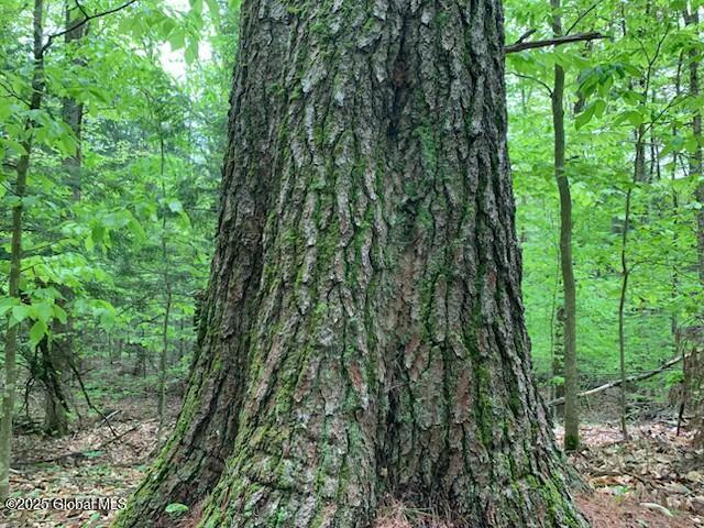 Trout Falls Road, Bolton Landing, New York image 7