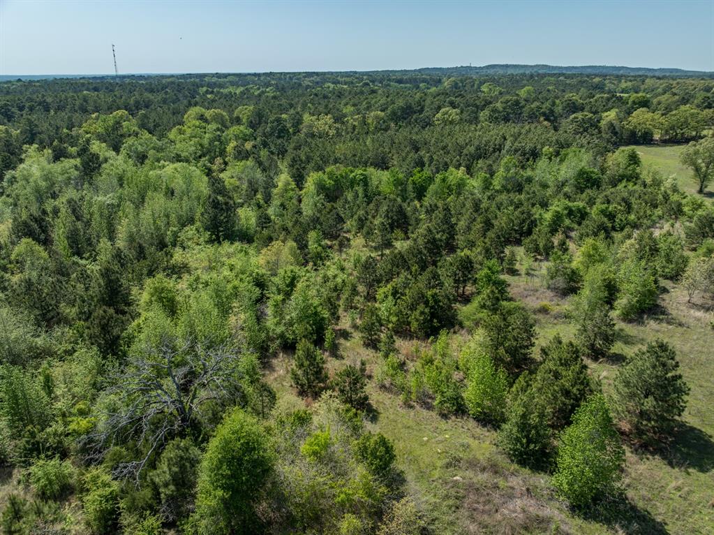 County Road 3415, Chandler, Texas image 7