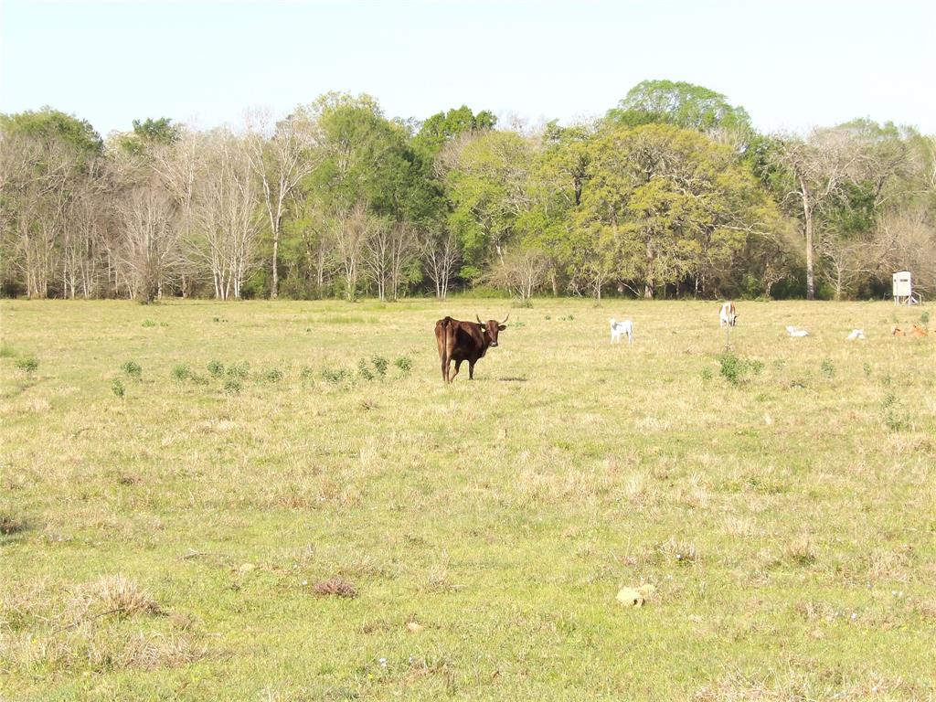 TBD Cr 410, Crockett, Texas image 16