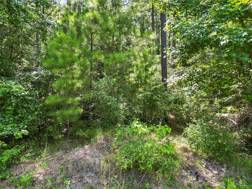 Lot 77 Wagon Pass Drive Drive, Huntsville, Texas image 8