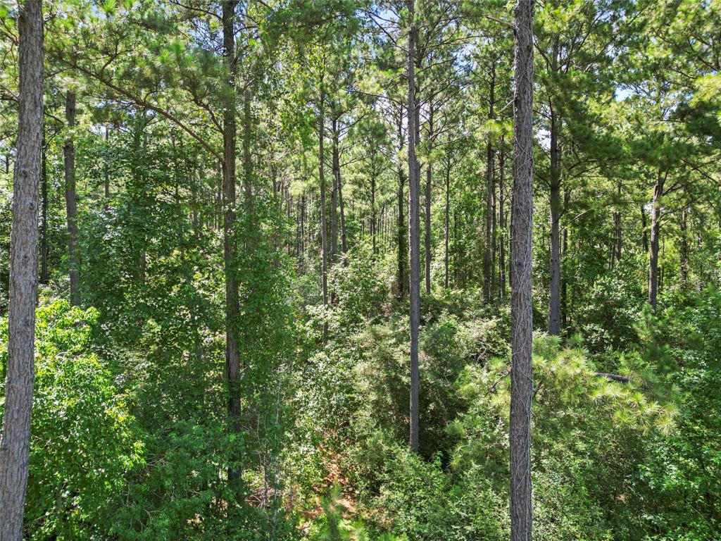 Lot 77 Wagon Pass Drive Drive, Huntsville, Texas image 7