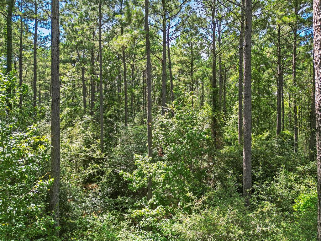 Lot 77 Wagon Pass Drive Drive, Huntsville, Texas image 9