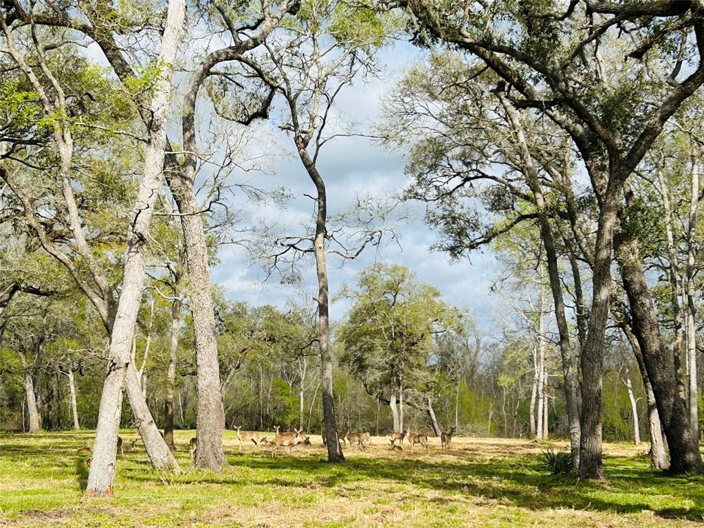 586 Cabana Trail, Angleton, Texas image 10