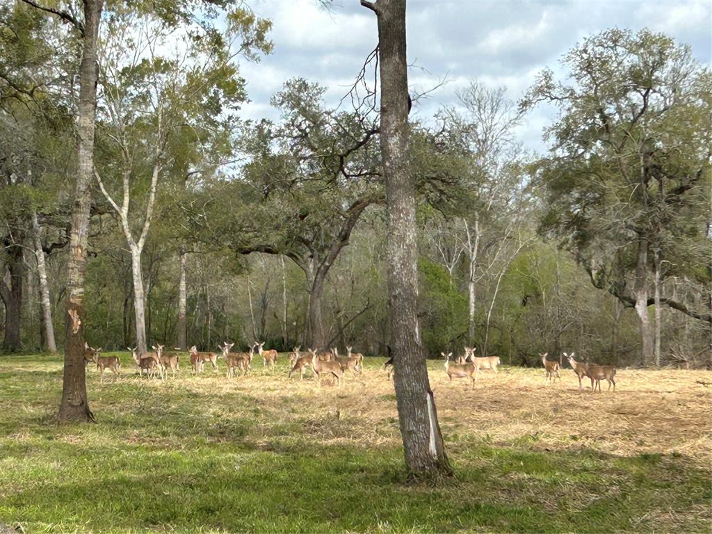 586 Cabana Trail, Angleton, Texas image 16
