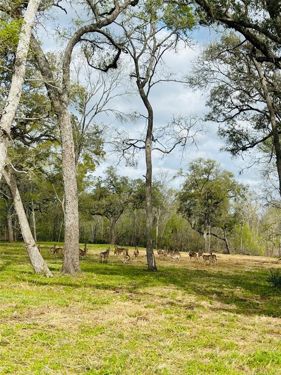 586 Cabana Trail, Angleton, Texas image 13