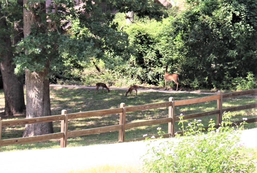 000 Running Deer, Grapeland, Texas image 17