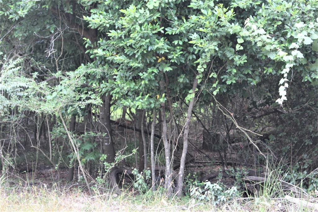 000 Running Deer, Grapeland, Texas image 4