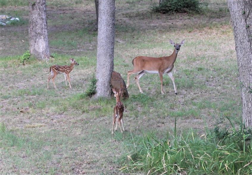 000 Running Deer, Grapeland, Texas image 18