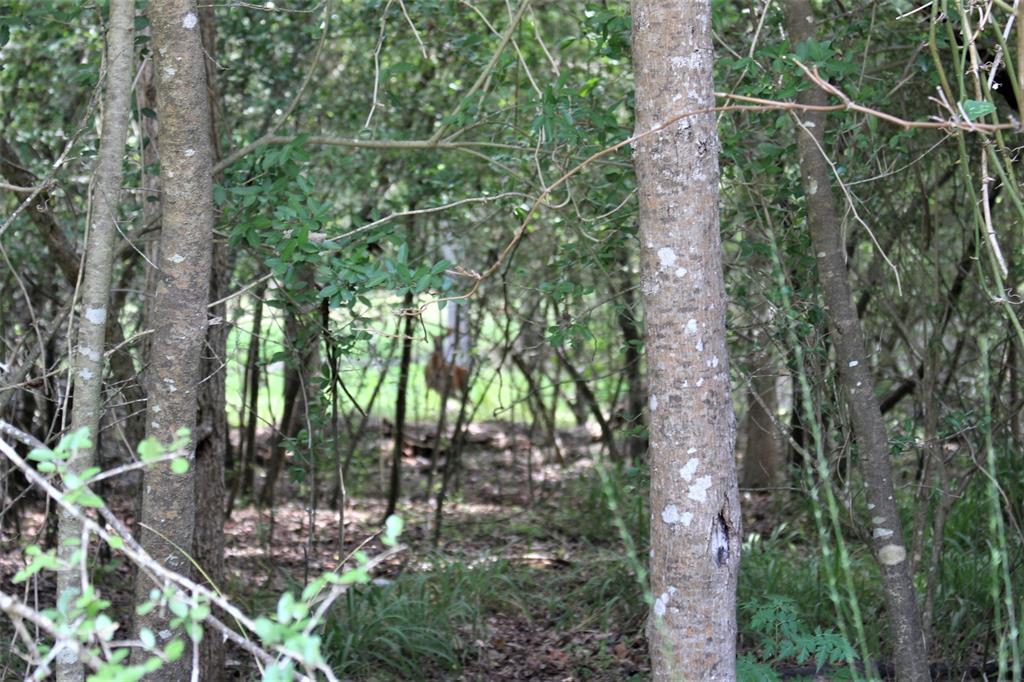 000 Running Deer, Grapeland, Texas image 7