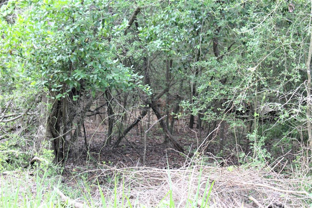 000 Running Deer, Grapeland, Texas image 6