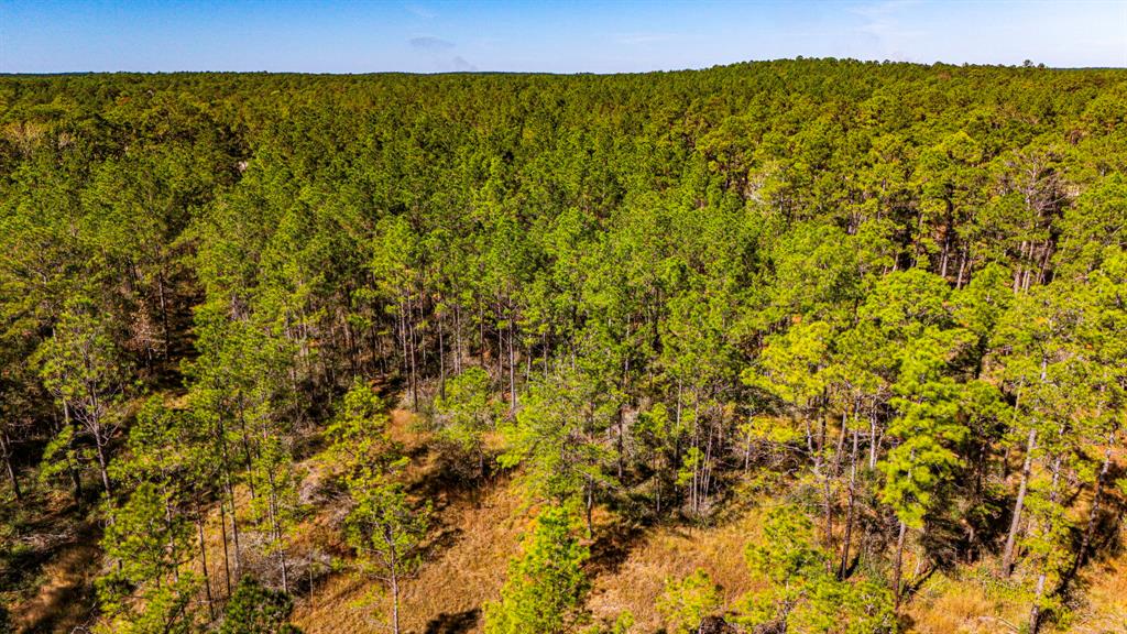 033 King Ranch Road South Road, Onalaska, Texas image 13