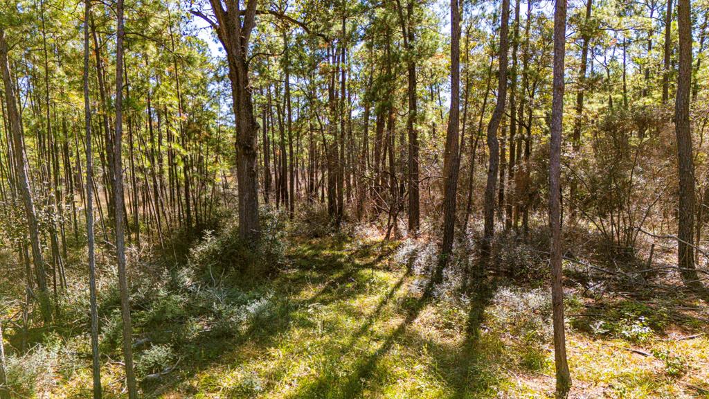 033 King Ranch Road South Road, Onalaska, Texas image 14