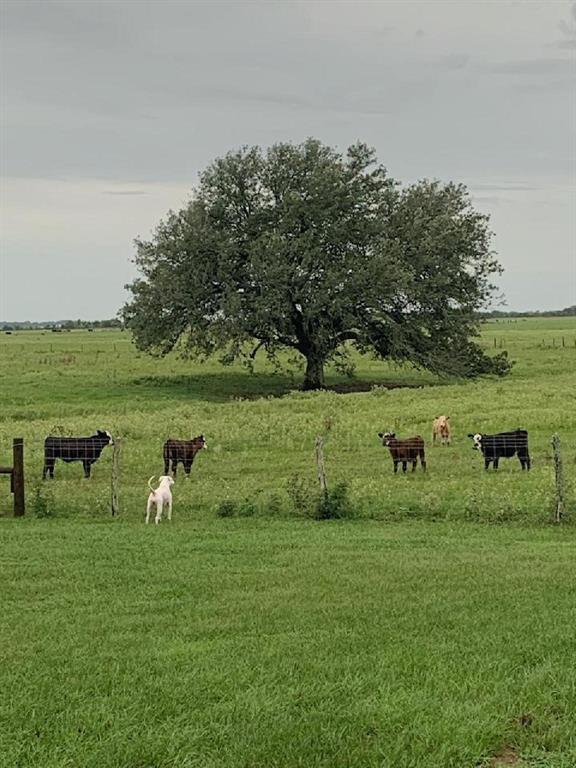 5975 County Road 264 Rd, East Bernard, Texas image 28