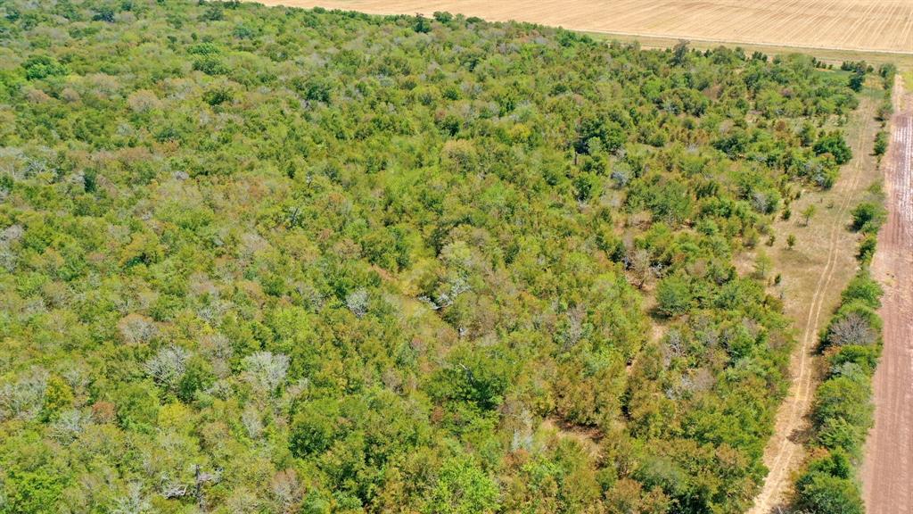 123.8 Ac County Road 443, Snook, Texas image 17