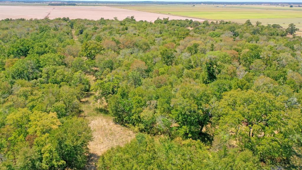 123.8 Ac County Road 443, Snook, Texas image 16