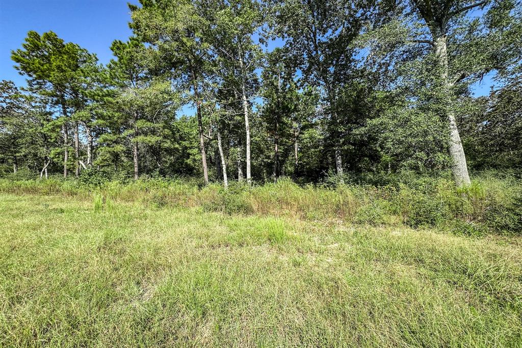 10 Acres Lot 81 Woodland Hills Ranch, Centerville, Texas image 6