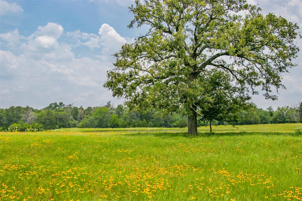 Lot 31 (5.42 Acres) Legacy Road, Somerville, Texas image 25