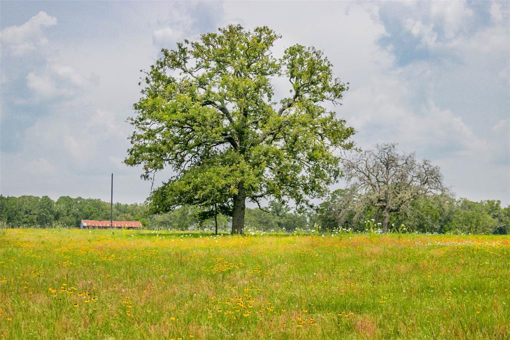 Lot 31 (5.42 Acres) Legacy Road, Somerville, Texas image 20